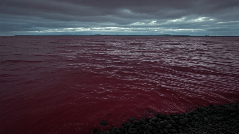 sea-of-red-768x432-1